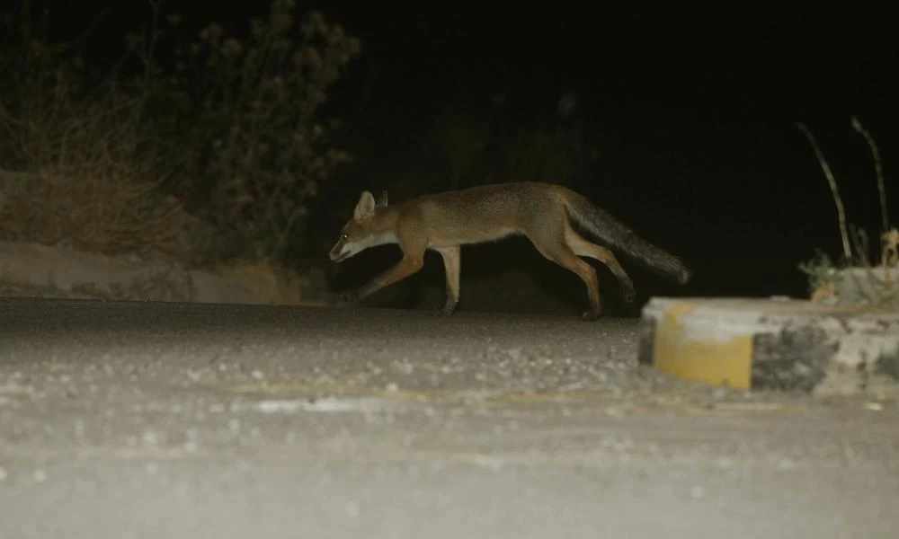 Τρίκαλα: Αλεπού κρύφτηκε στην αυλή και δάγκωσε 4χρονο κοριτσάκι μπροστά στους γονείς του!